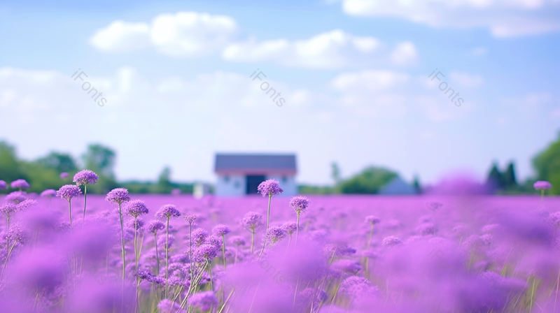 户外婚纱摄影基地紫色花海小清新风景,高清,摄影图,摄影图片,图片大全,摄影图免费下载